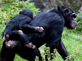 Should chimpanzees have rights...